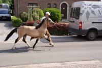 /album/fotogalerij/img-1381-jpg/